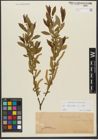 Foto von Salix triandra subsp. triandra L.